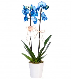 Mavi Orkide Çift Dal 