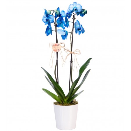 2 Dal Mavi Orkide Çiçeği