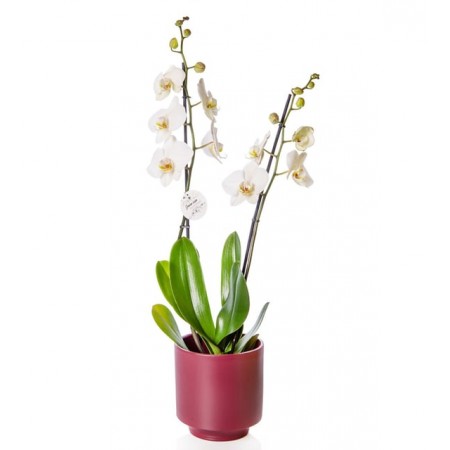 2 Dal Beyaz Orkide Çiçeği Mürdüm Saksıda