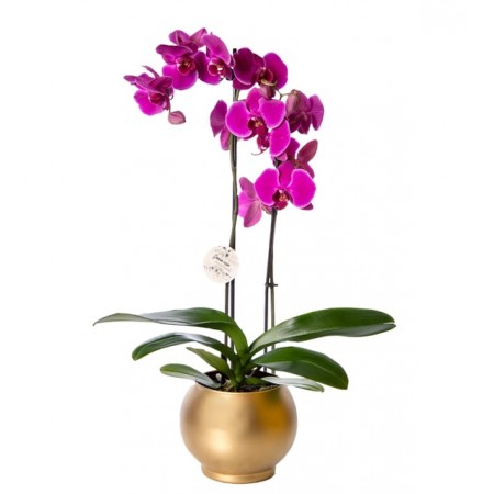 2 Dal Mor Orkide Çiçeği Gold Vazoda