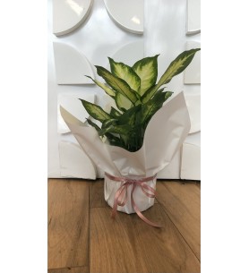 Dieffenbachia
