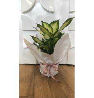 Dieffenbachia