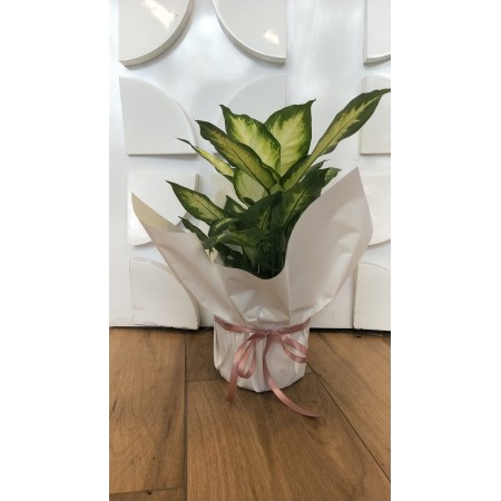 Dieffenbachia