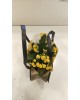 Çantada Kalanchoe