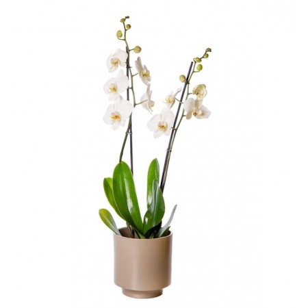 2 Dal Beyaz Orkide Çiçeği Gri Vazoda