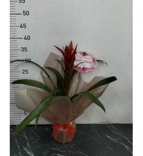 Anneler Günü Saksıda Guzmania