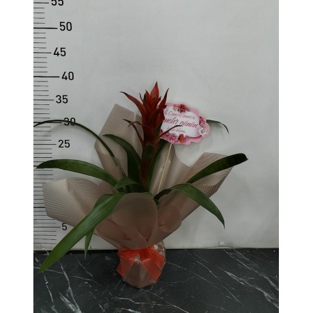 Anneler Günü Saksıda Guzmania