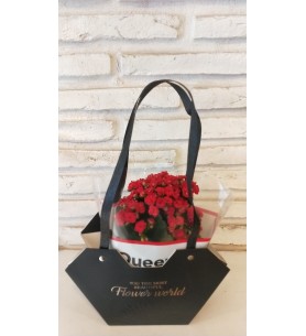 Çantada Kalanchoe