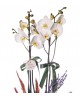 Beyaz Beton Saksıda Beyaz Çiftli Orkide