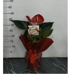 Anneler Günü Saksıda Antoryum