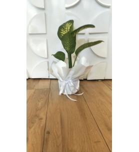 Dieffenbachia