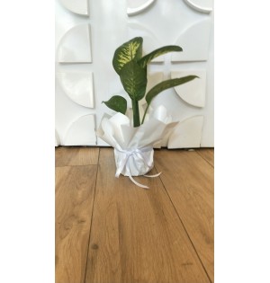 Dieffenbachia