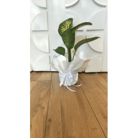 Dieffenbachia