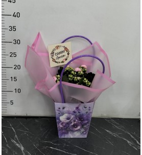 Anneler Günü Saksıda Kalanchoe