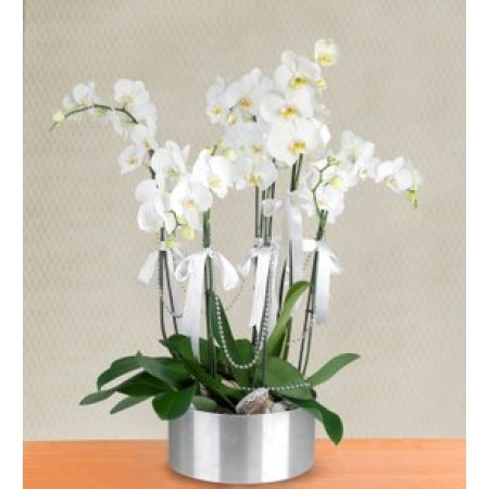6 dal orkide