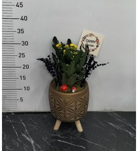 Anneler Günü Saksıda Kalanchoe
