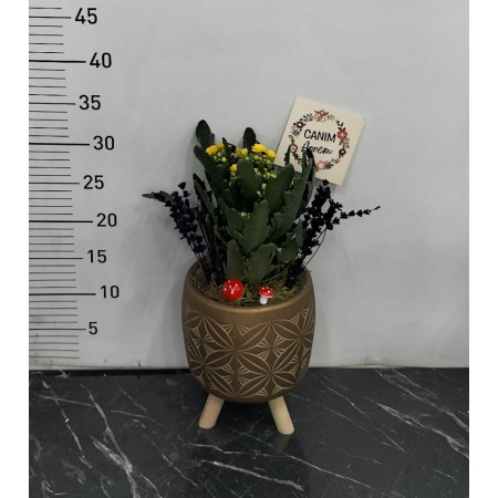 Anneler Günü Saksıda Kalanchoe