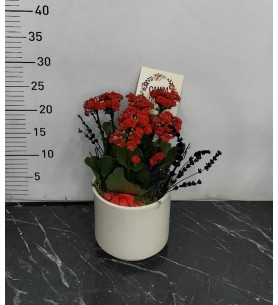 Anneler Günü Saksıda Kalanchoe