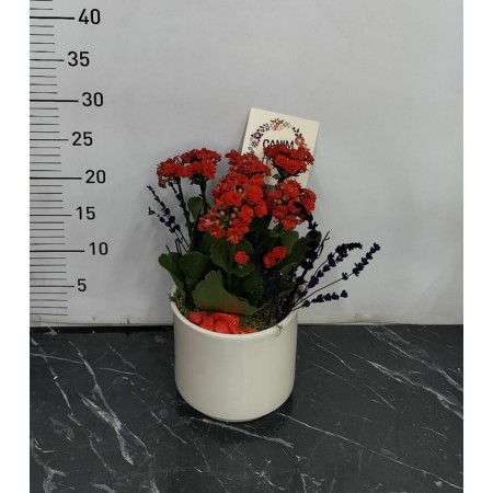 Anneler Günü Saksıda Kalanchoe