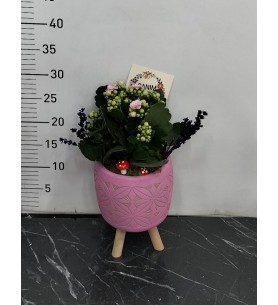 Anneler Günü Saksıda Kalanchoe
