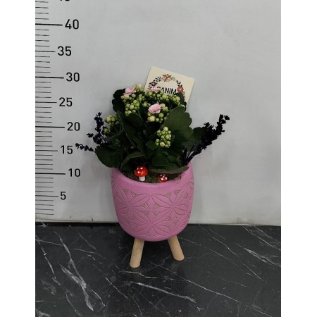 Anneler Günü Saksıda Kalanchoe