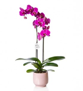2 Dal Mor Orkide Çiçeği Pembe Vazoda