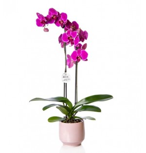 2 Dal Mor Orkide Çiçeği Pembe Vazoda