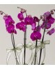 4 Dal Mor Orkide Çiçeği