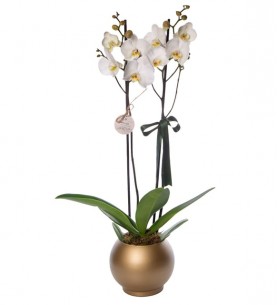 2 Dal Beyaz Orkide Çiçeği Gold Vazoda