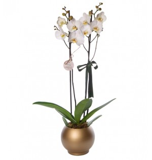 2 Dal Beyaz Orkide Çiçeği Gold Vazoda