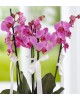 4 Dal Mor Orkide Çiçeği