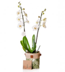 2 Dal Beyaz Orkide Çiçeği Sepette