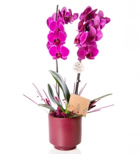 2 Dal Mor Orkide Çiçeği Mürdüm Saksıda