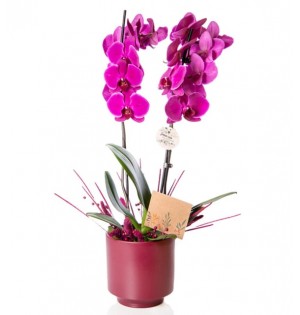 2 Dal Mor Orkide Çiçeği Mürdüm Saksıda