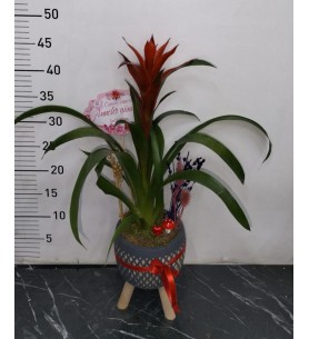 Anneler Günü Saksıda Guzmania