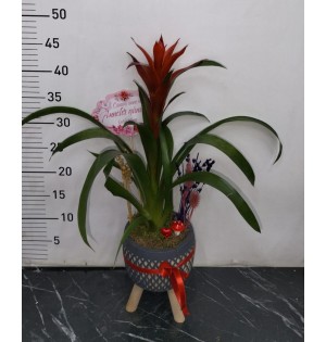 Anneler Günü Saksıda Guzmania