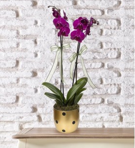 Puantiyeli Vazoda 2 Dal Mor Orkide Çiçeği 