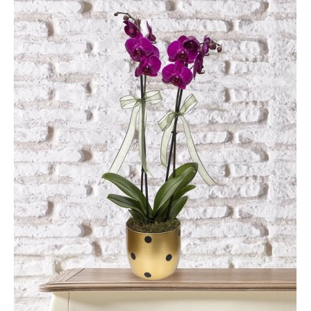 Puantiyeli Vazoda 2 Dal Mor Orkide Çiçeği 