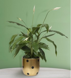 Puantiyeli Vazoda Beyaz Spatifilyum (Barış Çiçeği)