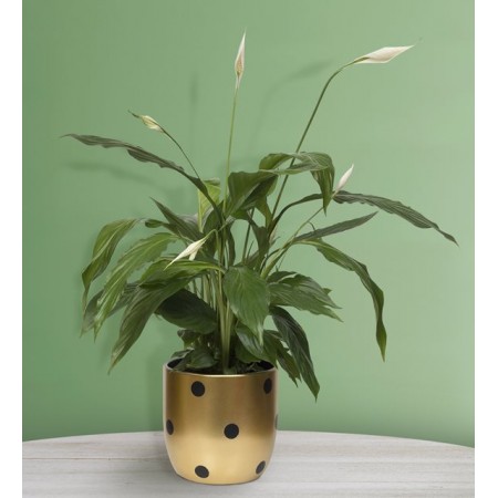 Puantiyeli Vazoda Beyaz Spatifilyum (Barış Çiçeği)