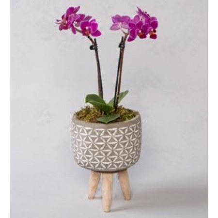 Ahşap Ayaklı Saksıda Çift Dal Mini Orkide Çiçeği