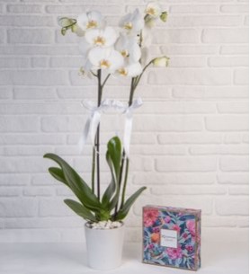 2 Dal Beyaz Orkide Çiçeği ve Çikolata Kutusu 175g