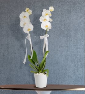 2'li Beyaz Orkide Çiçeği Seramik Vazoda
