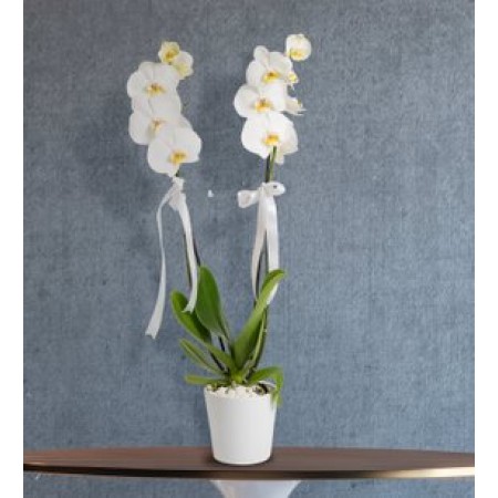 beyaz orkide
