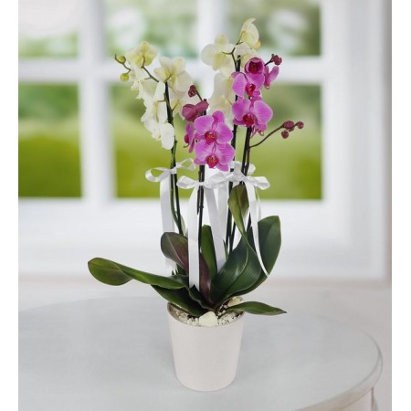 Seramik Vazoda 4 Dal Mor ve Beyaz Orkide