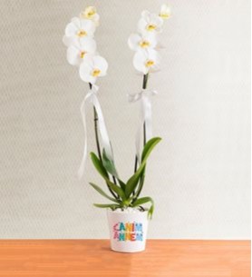Canım Annem 2 Dal Beyaz Orkide Çiçeği