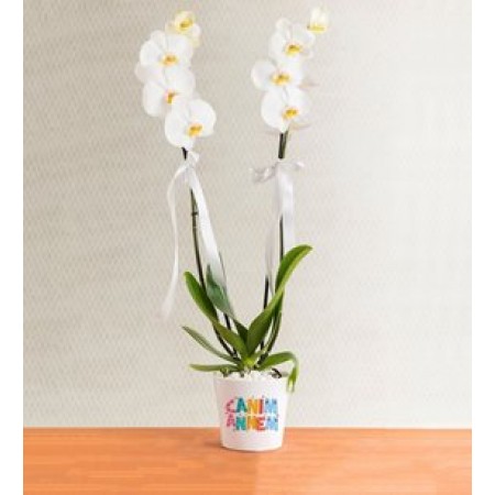 Canım Annem 2 Dal Beyaz Orkide Çiçeği