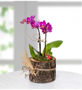 Doğal Ahşap Saksıda Mini Orkide Çiçeği