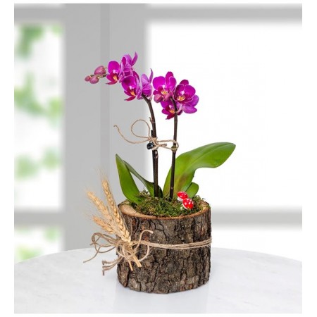 Doğal Ahşap Saksıda Mini Orkide Çiçeği