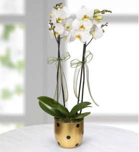 Puantiyeli Vazoda 2 Dal Beyaz Orkide Çiçeği 